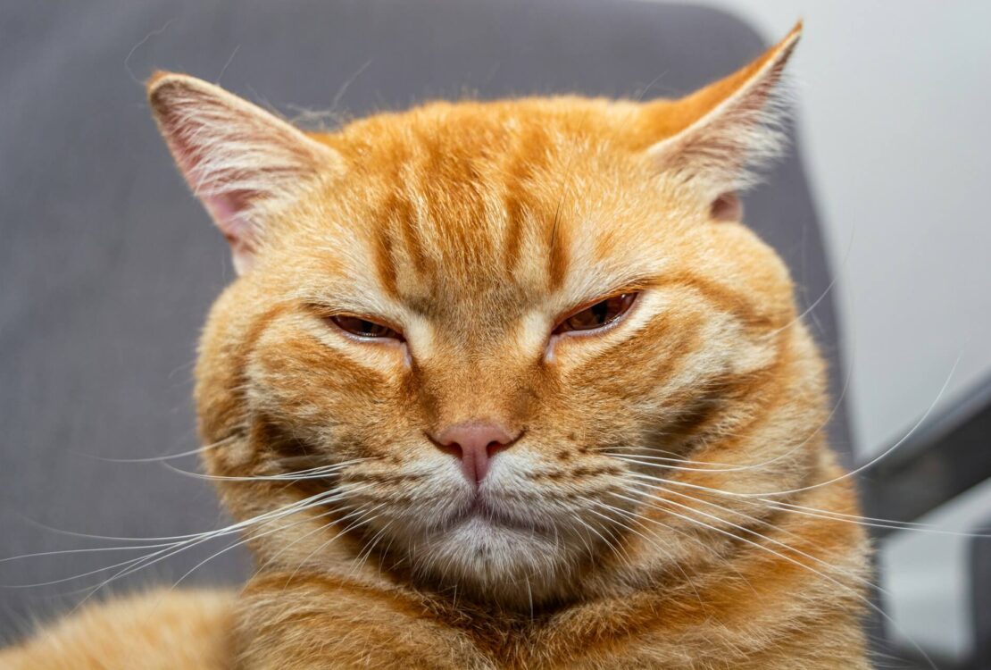 Tényleg esznek macskát az olaszok?