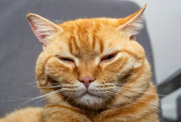 Tényleg esznek macskát az olaszok?