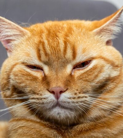 Tényleg esznek macskát az olaszok?