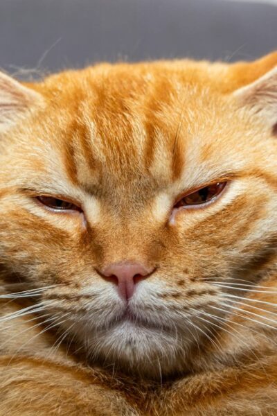 Tényleg esznek macskát az olaszok?