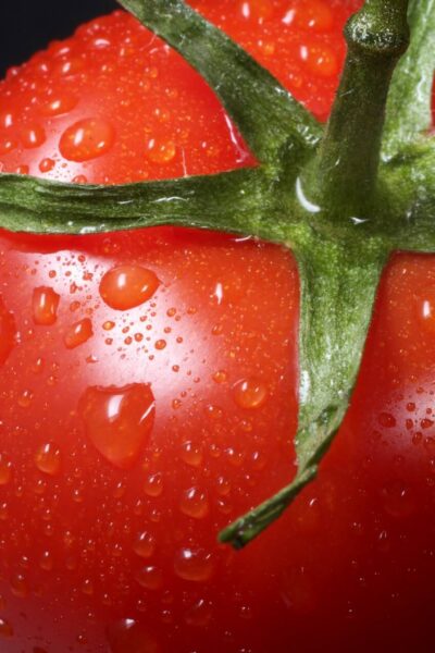 Egy gyümölcs rossz hírének története: tényleg azt hitték, hogy a paradicsom mérgező?