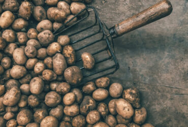 A burgonya ördögi múltja