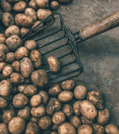 A burgonya ördögi múltja