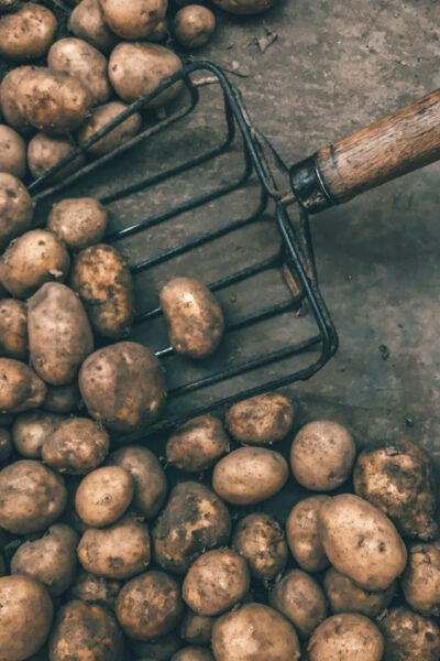 A burgonya ördögi múltja