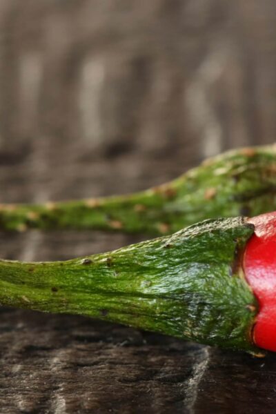 Csípős szendvicskrémek, amik felpörgetik a napot A nap bármely szakában jól jön egy kis plusz lendület és izgalmas ízélmény, ami feldobja a hangulatot és energiával tölt fel. A csípős szendvicskrémek nemcsak finomak, hanem remek módjai annak, hogy egy egyszerű szendvicsből valódi ízorgiát varázsolj. Akár reggelire, ebédre vagy uzsonnára készíted, ezek a krémek garantáltan felpörgetik a napodat, és még a legszürkébb pillanatokba is becsempésznek egy kis tűzt. Csípős avokádókrém – a krémes lendület Az avokádó már önmagában is csodálatos alap, gazdag krémességével, egészséges zsírokkal és lágy textúrával. Ha ehhez hozzáadunk egy kis friss chili paprikát, cayenne borsot vagy akár egy csipet füstölt paprikát, máris egy pikáns, vibráló krémet kapunk, ami tökéletesen passzol friss kenyérre, pirítósra vagy akár zöldségek mellé mártogatósnak. A lime vagy citromlé frissességet ad, míg a fokhagyma mélységet az íznek. Egy kevés korianderrel vagy petrezselyemmel még tovább fokozhatod az élményt. Csicseriborsó-paprika krém – a humusz új szintje A klasszikus humusz csípős változata tökéletes reggeli vagy uzsonna, ha valami laktató és pikáns finomságra vágysz. A csicseriborsót párosítsd sült piros paprikával, tahinivel, friss citromlével és fokhagymával, majd adj hozzá egy jó adag csilipelyhet vagy akár egy csipet cayenne borsot. Egy kis füstölt paprika por a krém füstös ízét emeli ki, amely remekül passzol a grillezett zöldségekhez vagy pirítóshoz. Ha különlegesebbre vágysz, egy kevés római köményt is adhatsz hozzá, ami egy kis földes, aromás jelleget kölcsönöz. Fűszeres tofukrém – egyszerű és tápláló A tofu nemcsak vegánok kedvence, hanem remek alap egy csípős krémhez is. A natúr tofut morzsold össze vagy turmixold krémesre, majd keverd el apróra vágott chili pelyhekkel, szójaszósszal, friss újhagymával és egy kevés szezámolajjal. A citromlé és a friss gyömbér még frissességet és pikantériát visz az ízekbe. Ez a krém kiváló fehérjeforrás, és jól illik a reggeli pirítós mellé, de akár egy szendvicsbe is tökéletes. Fűszeres padlizsánkrém – füstös és csípős A grillezett vagy sütőben sült padlizsán természetes füstös íze a csípős chili pelyhekkel és friss fokhagymával igazán különleges, egyedi krémet alkot. A krémbe egy kevés citromlé vagy balzsamecet is kerülhet, hogy egyensúlyba hozza a fűszerességet és a füstösséget. Ez a padlizsánkrém tökéletes választás, ha valami különlegesre vágysz, amit pirítósra vagy pitába kenve fogyaszthatsz. Extra tippek a csípős szendvicskrémekhez Ha szeretnéd még tovább fokozni az élményt, próbálj meg különféle magokat, például pirított tökmagot vagy napraforgómagot szórni a krémek tetejére. Ez nemcsak ropogós textúrát ad, hanem extra tápanyagokat is. A friss zöldfűszerek – mint a koriander, petrezselyem, metélőhagyma vagy menta – pedig frissességet és új dimenziót adnak az ízeknek.